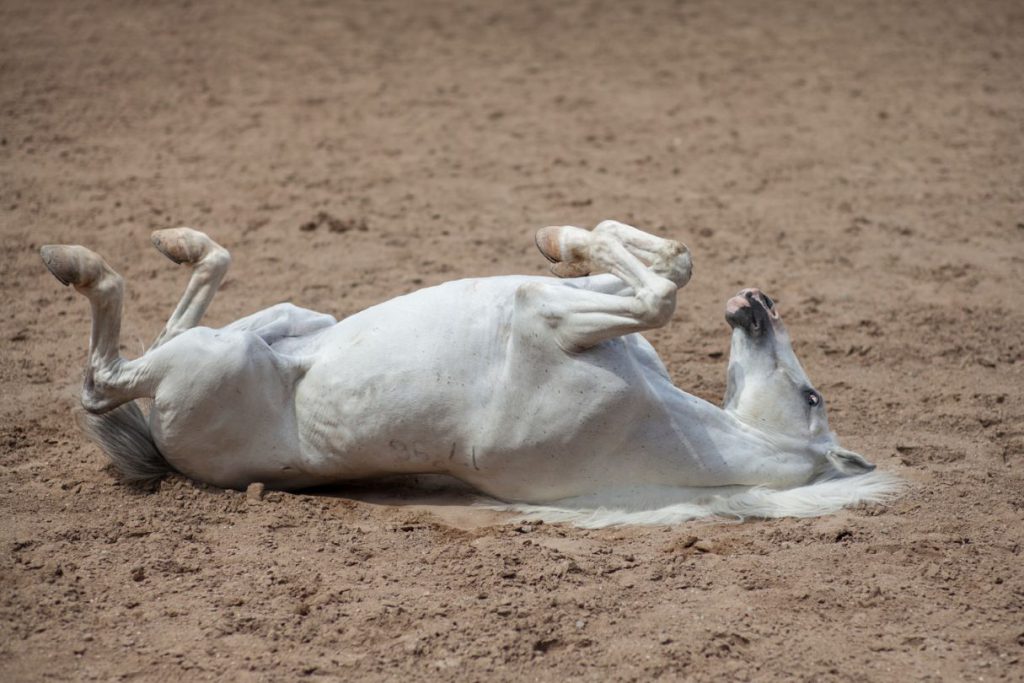 A horse relaxing on dirt.