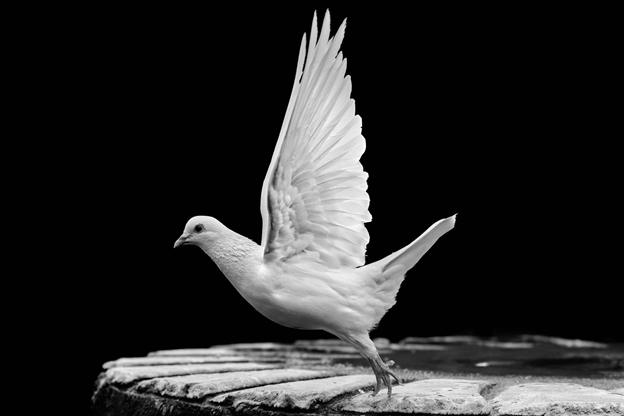 A white dove with wings raised prepares to take flight.